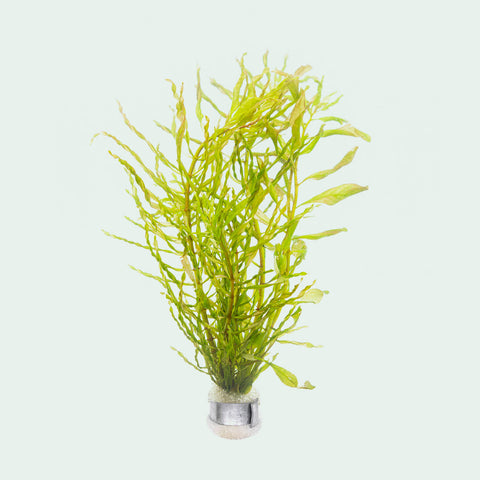 Shop Ludwigia Inclinata Twister Aquatic Plants - Glass Aqua