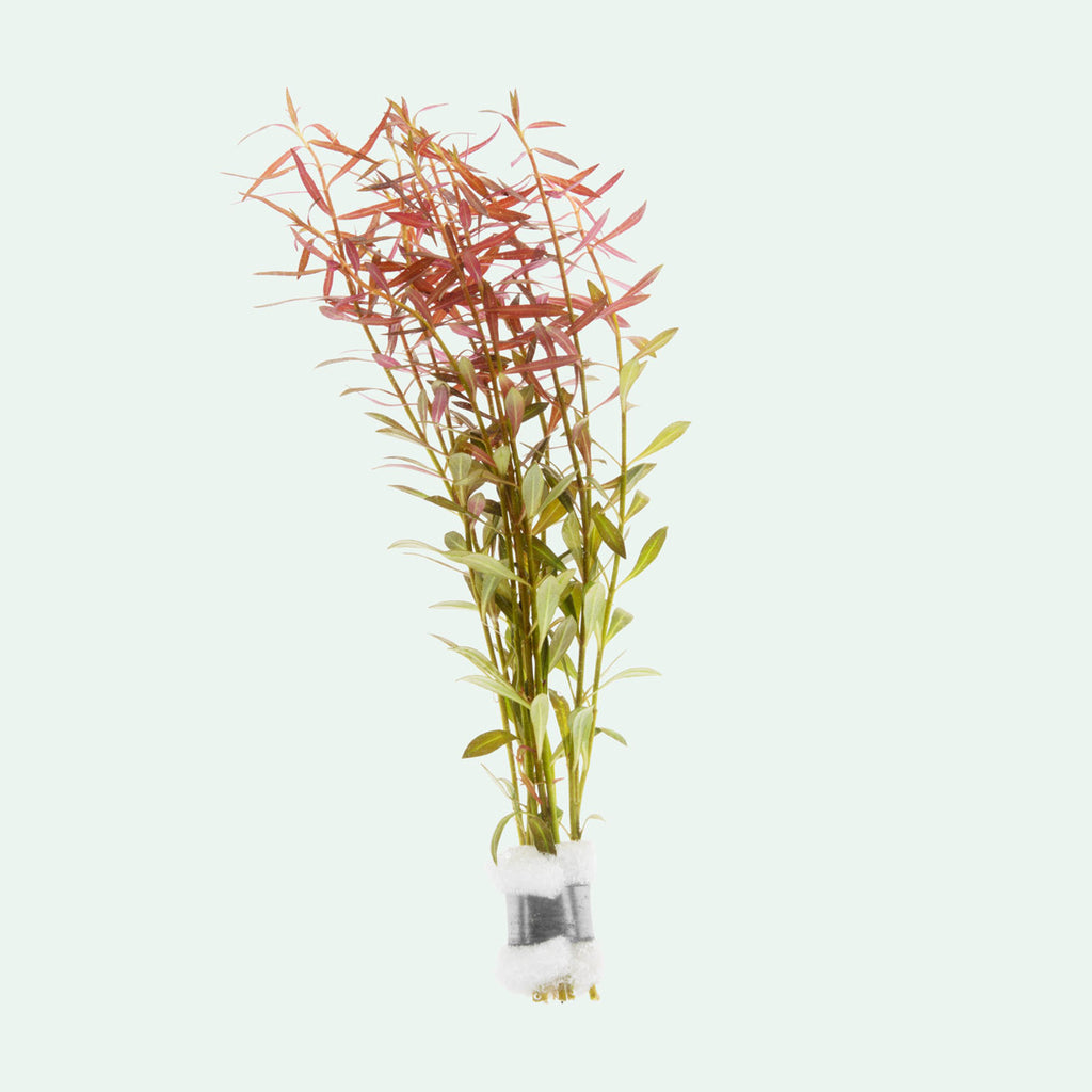 Ludwigia Arcuata - Glass Aqua