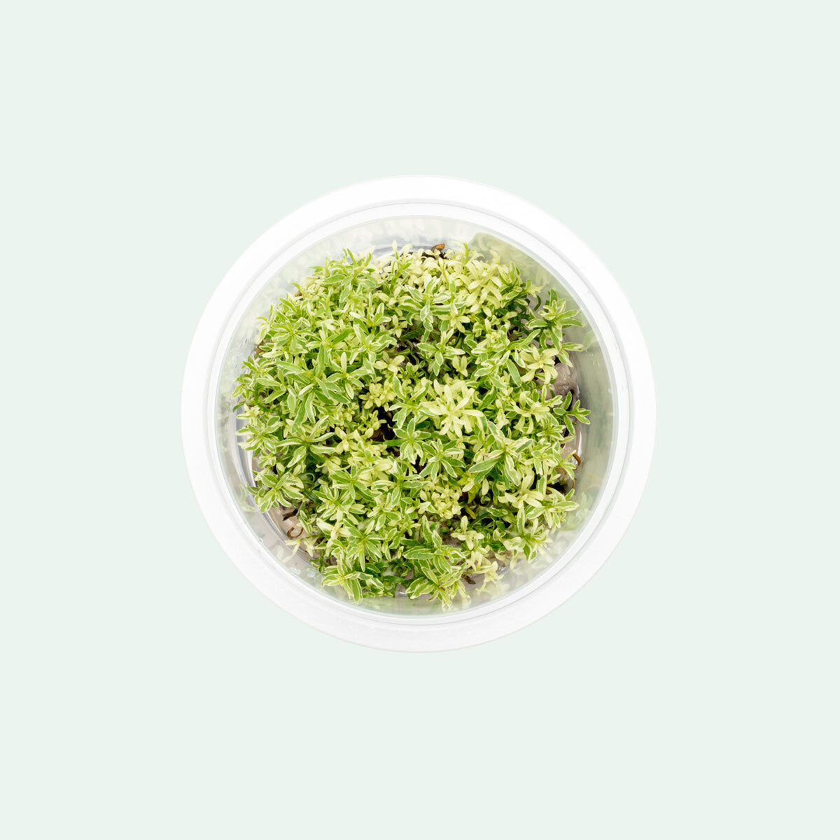 Ludwigia White Rare Tissue Culture Aquarium Plant for Planted Tank