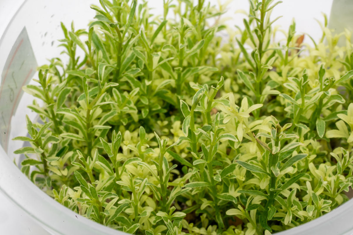 Ludwigia White Rare Tissue Culture Aquarium Plant for Planted Tank