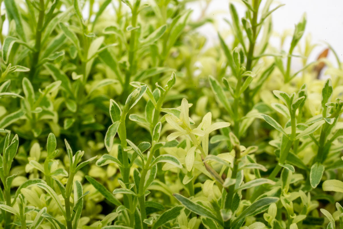 Ludwigia White Rare Tissue Culture Aquarium Plant for Planted Tank