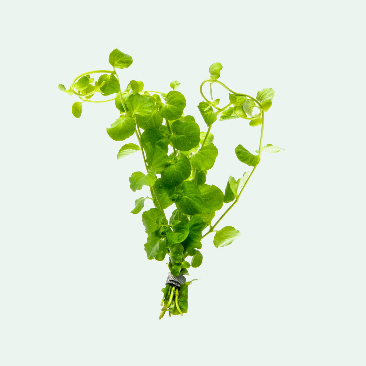 Lysimachia Nummularia | Creeping Jenny Moneywort Aquarium Plant