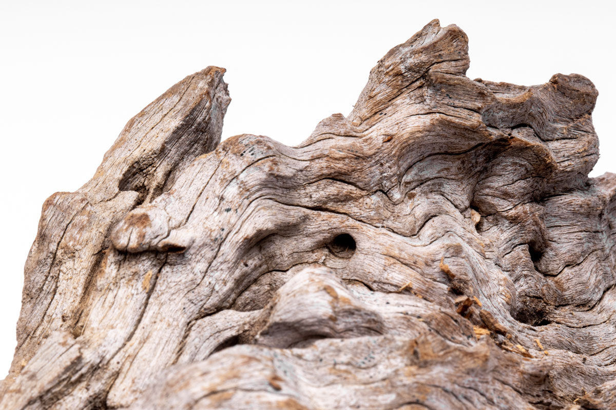 Shop Planted Aquarium Forest Driftwood Hardscape - Glass Aqua