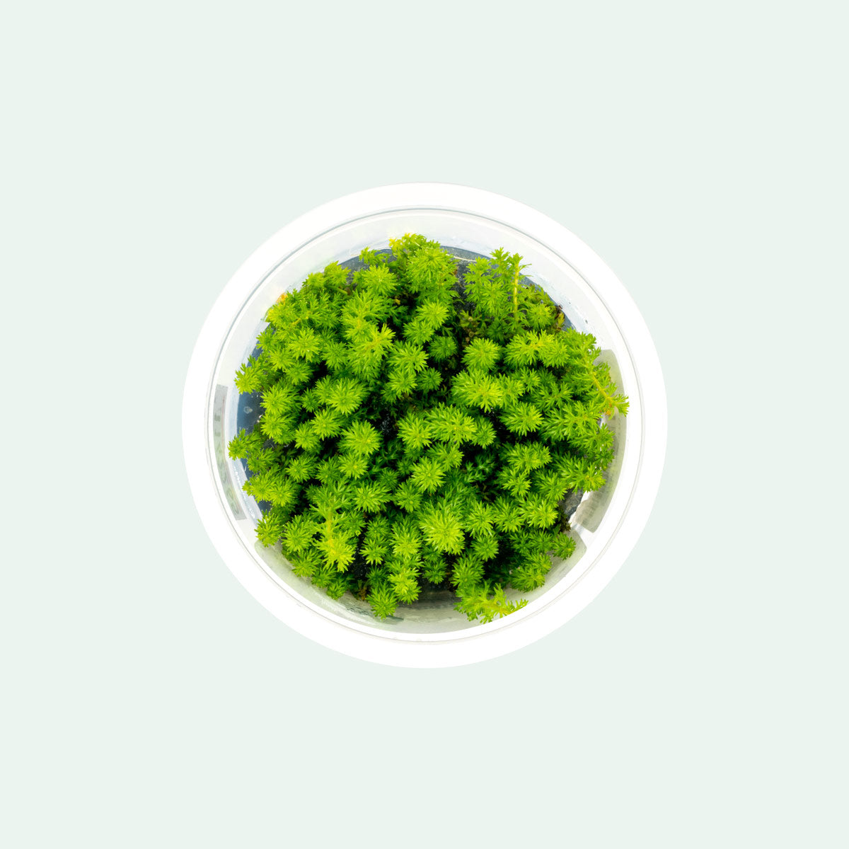 Myriophyllum Guyana Tissue Culture Aquatic Plant