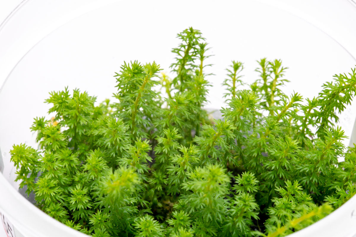 Myriophyllum Guyana Tissue Culture Aquatic Plant