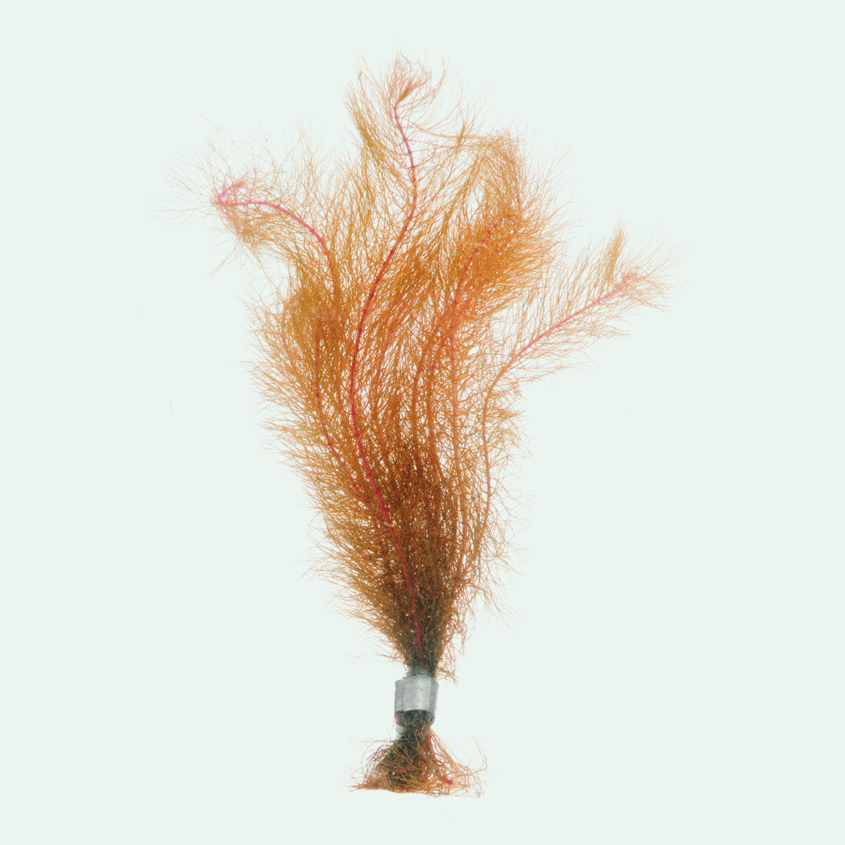 Myriophyllum Tuberculatum - Glass Aqua