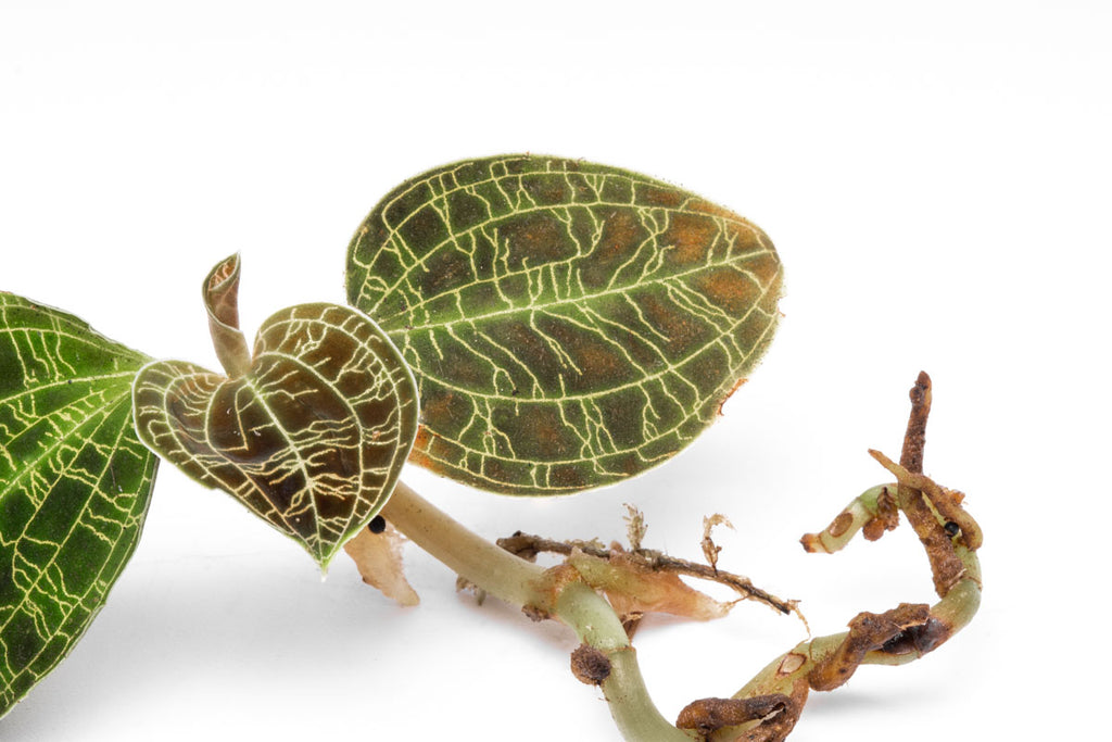 Macodes Petola Jewel Orchid Terrarium Plant