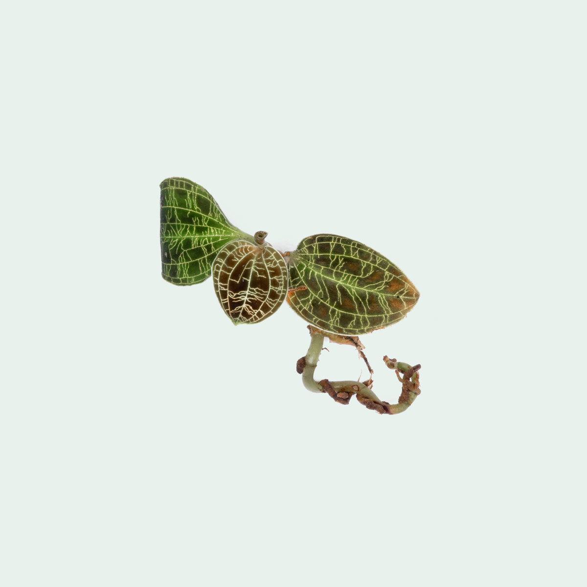 Macodes Petola Jewel Orchid Terrarium Plant