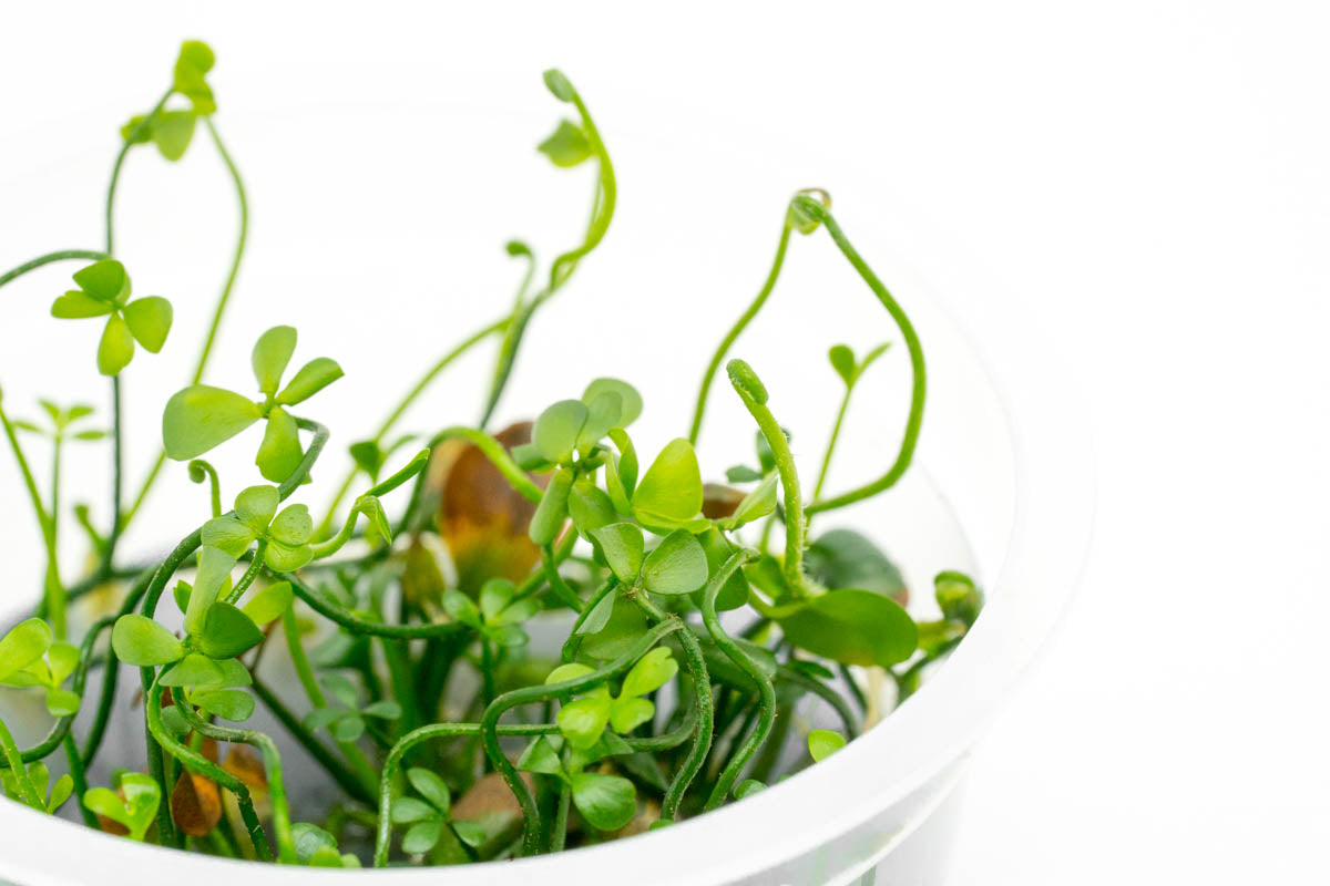 Shop Marsilea Angustifolia Aquatic Plants - Glass Aqua