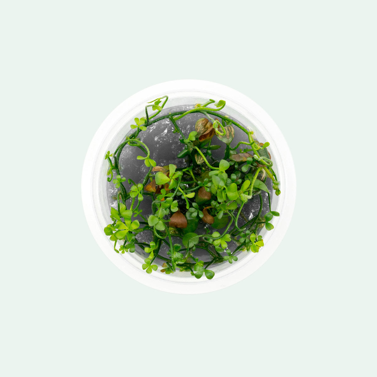 Shop Marsilea Angustifolia Aquatic Plants - Glass Aqua