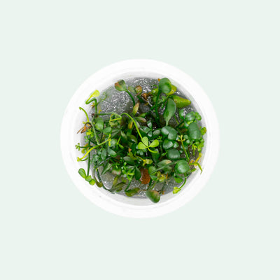 Shop Marsilea Hirsuta Aquatic Plants - Glass Aqua