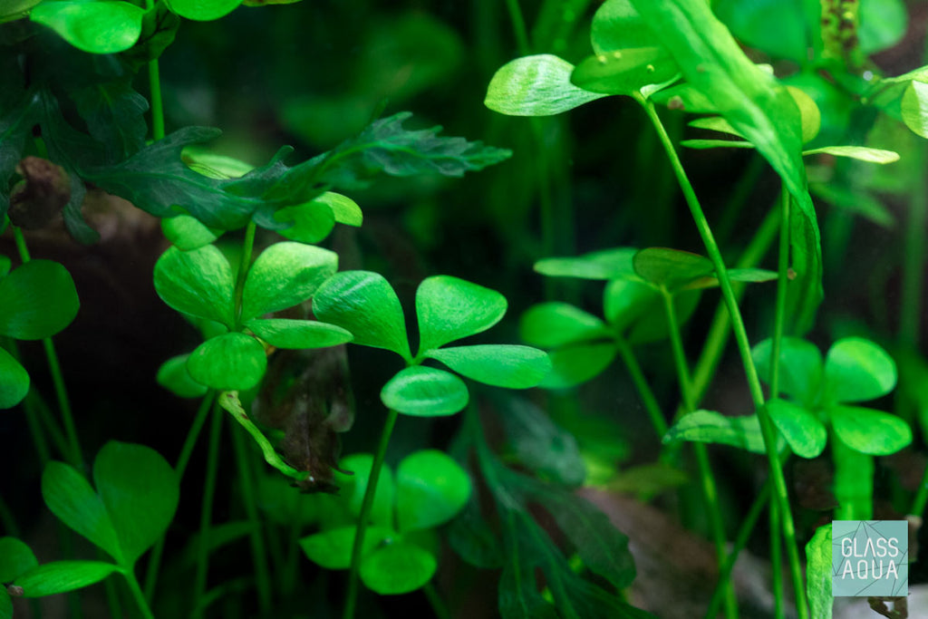 Shop Marsilea Hirsuta Aquatic Plants - Glass Aqua