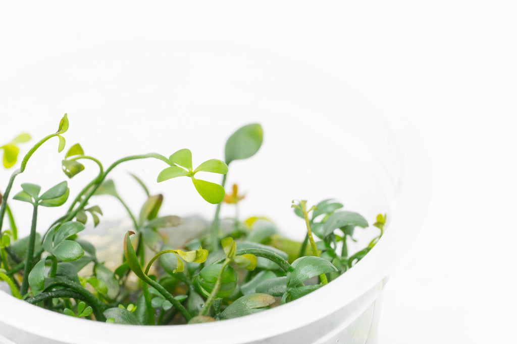 Shop Marsilea Hirsuta Aquatic Plants - Glass Aqua