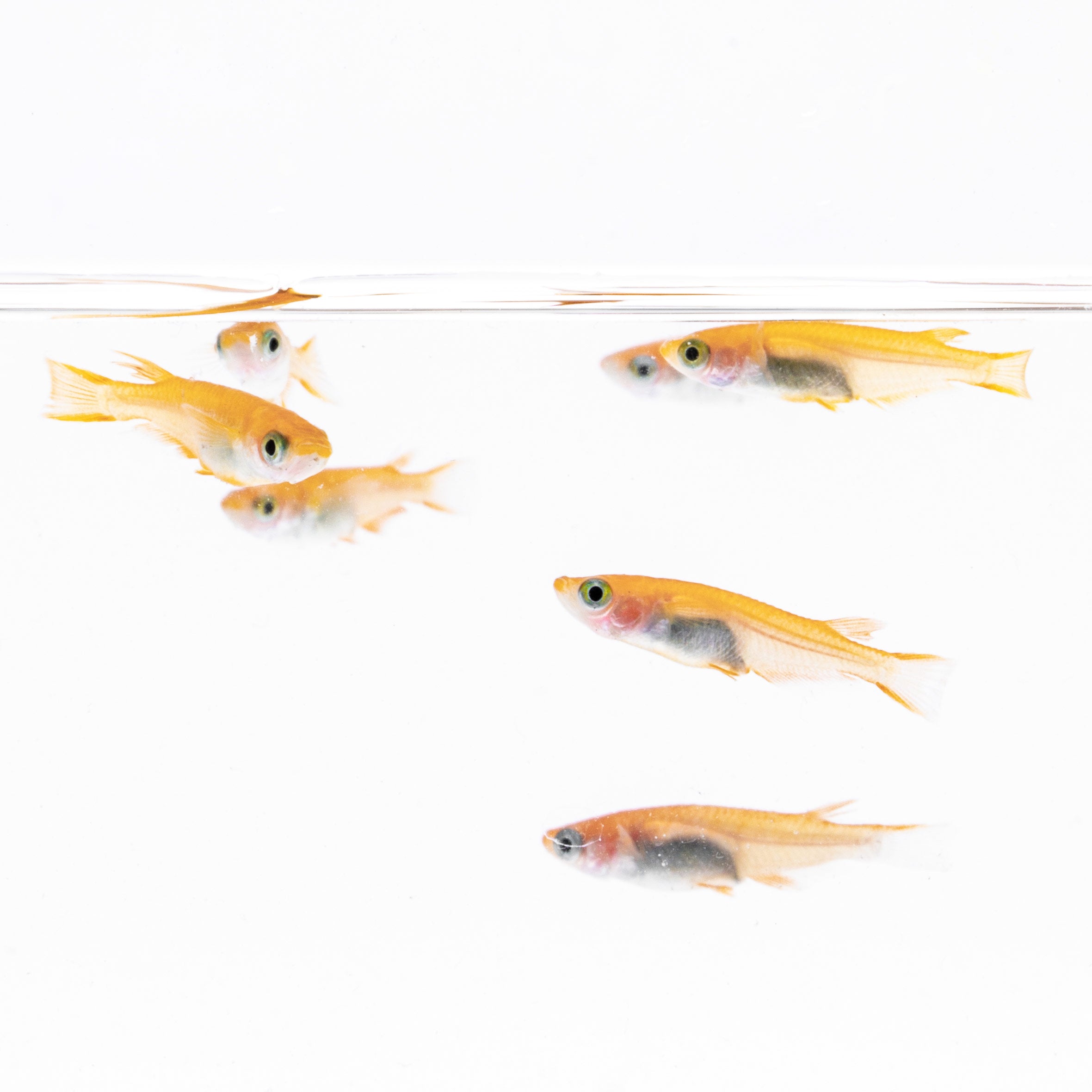 Yokihi Japanese Rice Fish - Medaka Pond Fish | Glass Aqua