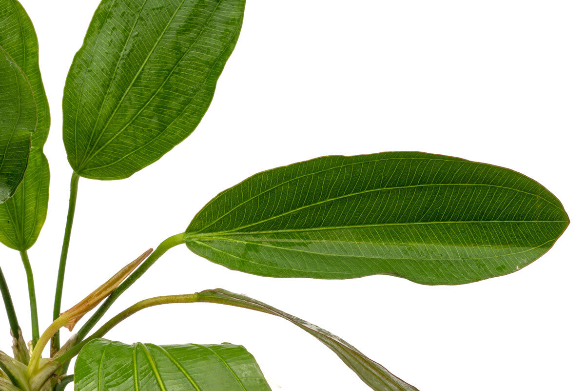 Echinodorus Osiris Rubra Melon Sword Mini Live Aquatic Plant