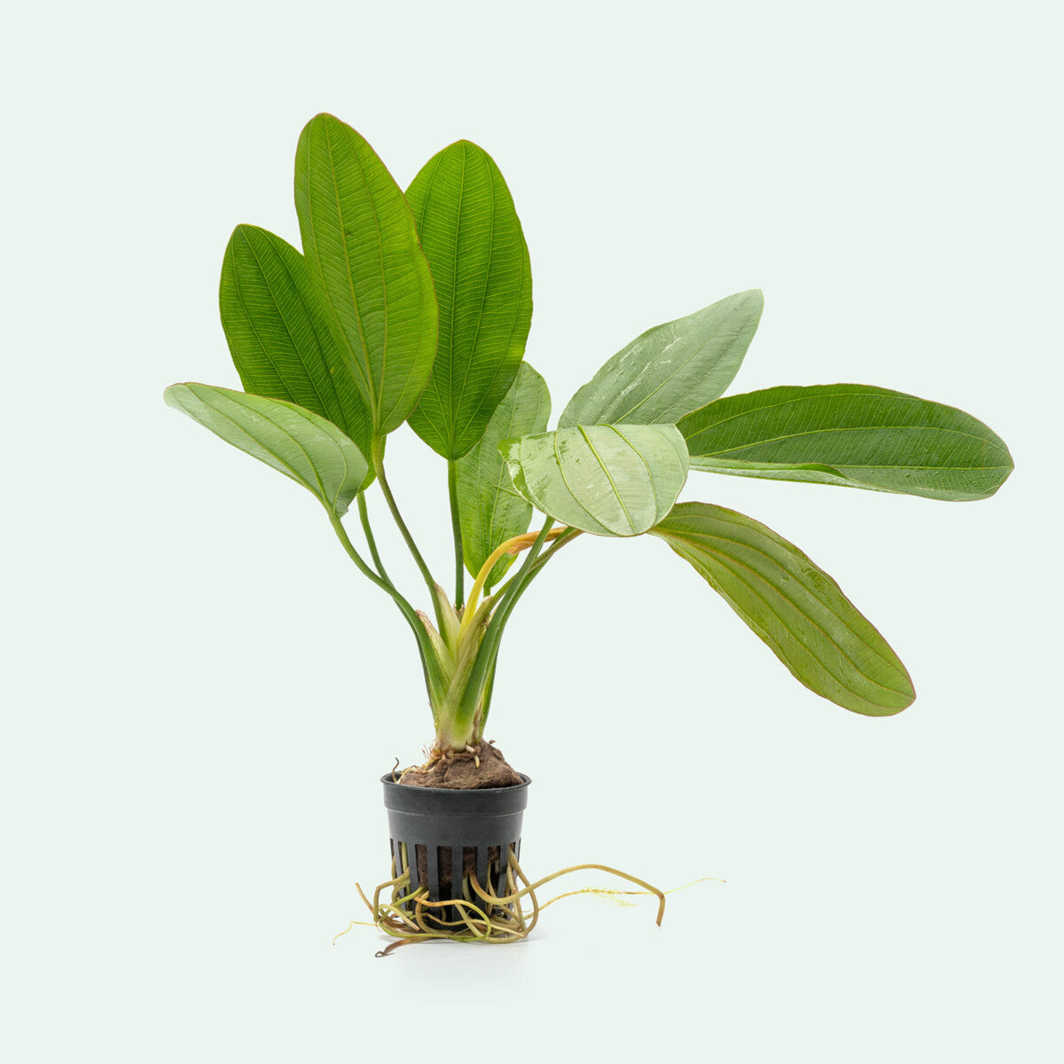 Echinodorus Osiris Rubra Melon Sword Mini Live Aquatic Plant