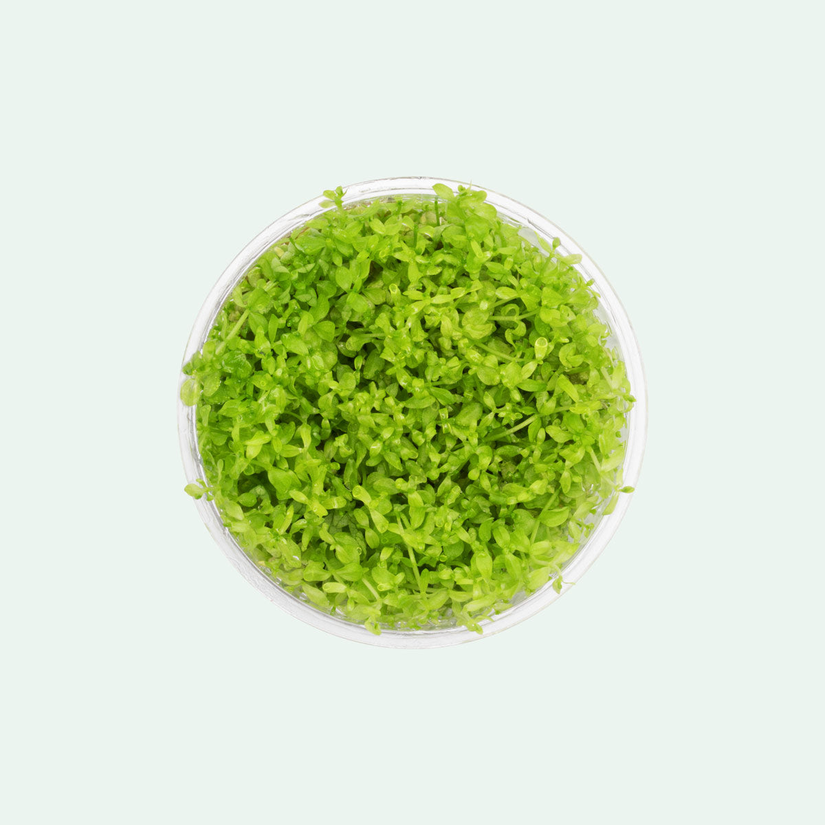 Micranthemum Micranthemoides - Glass Aqua