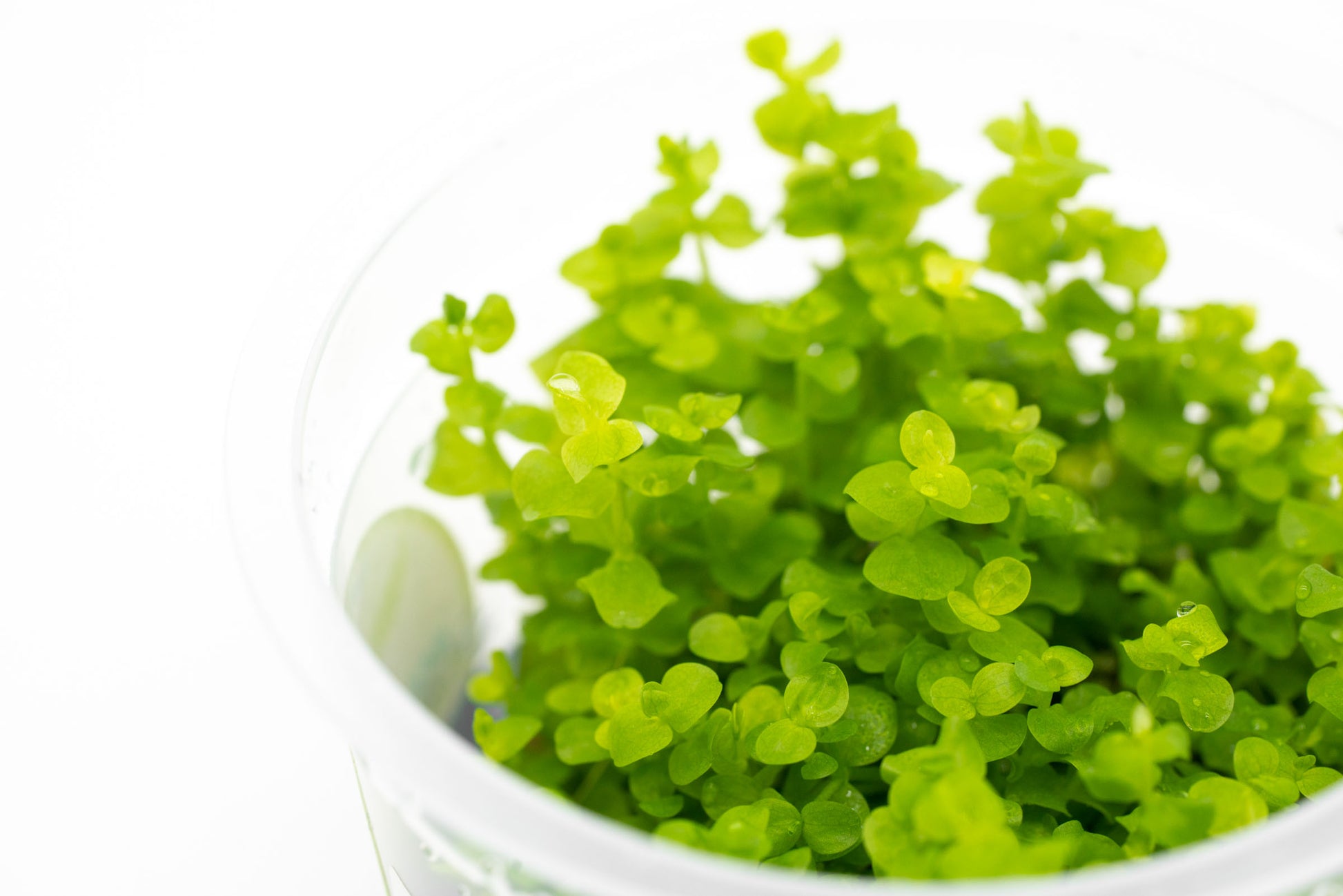 Micranthemum Umbrosum - Glass Aqua