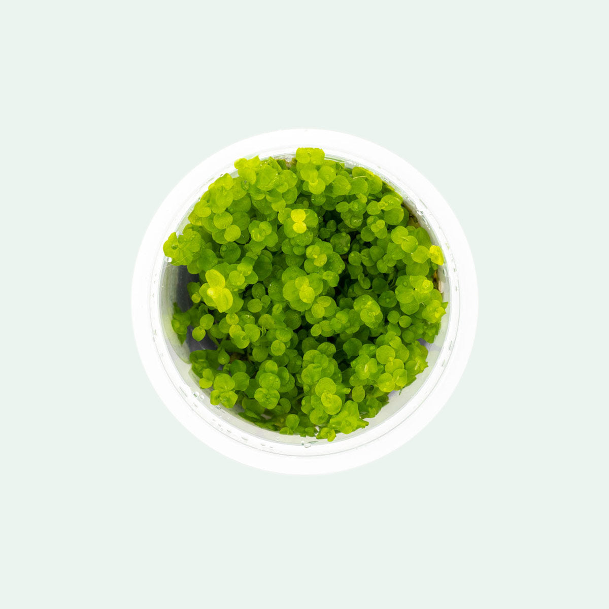 Micranthemum Umbrosum - Glass Aqua