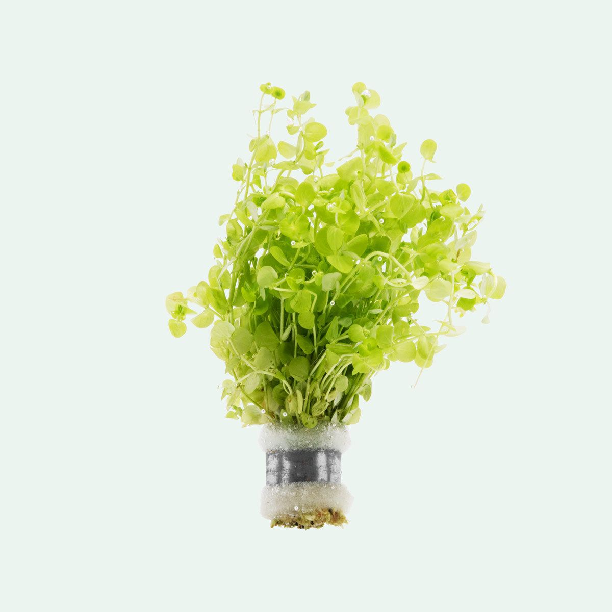 Micranthemum Umbrosum - Glass Aqua