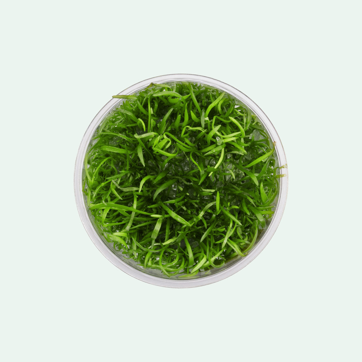 Lilaeopsis Novaezelandiae - Glass Aqua