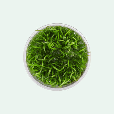 Lilaeopsis Novaezelandiae - Glass Aqua