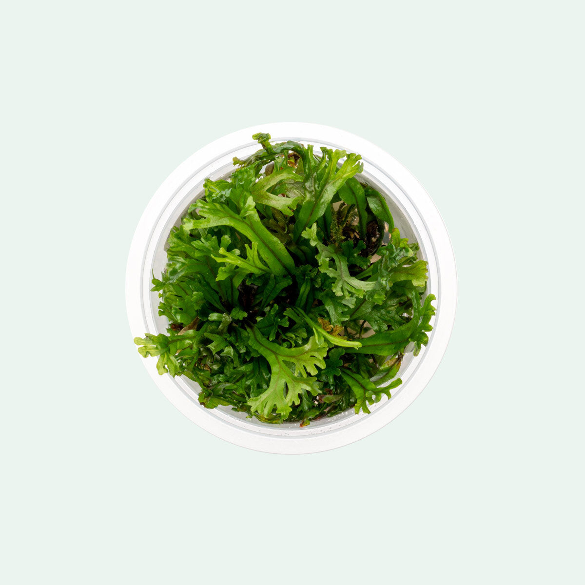 Java Fern Windelov Easy Beginner Aquarium Plant for Planted Tank
