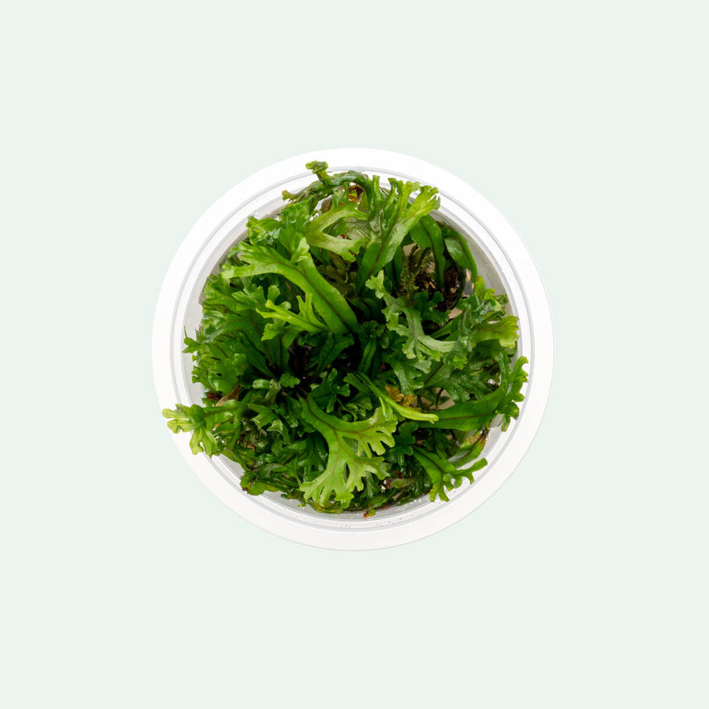 Java Fern Windelov Easy Beginner Aquarium Plant for Planted Tank