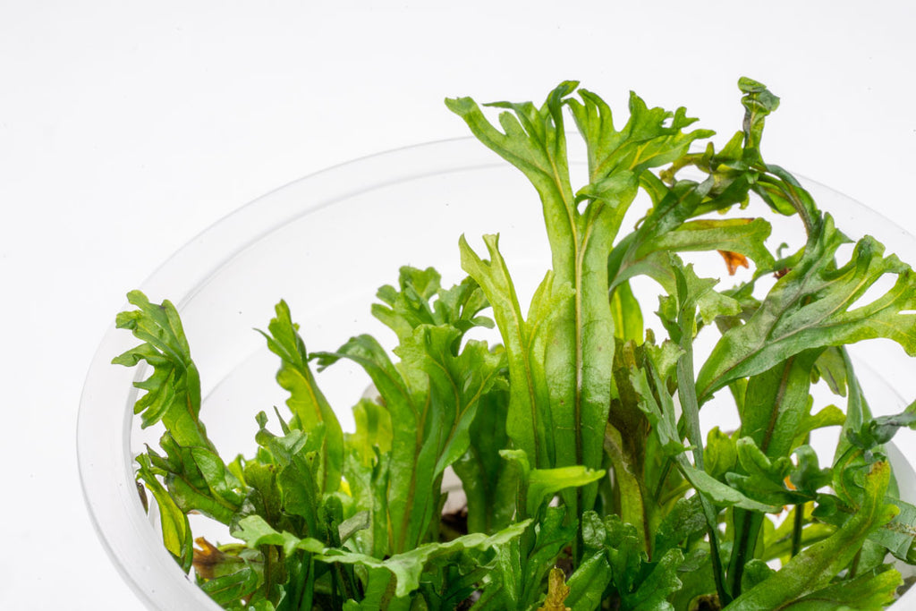 Java Fern Windelov Easy Beginner Aquarium Plant for Planted Tank