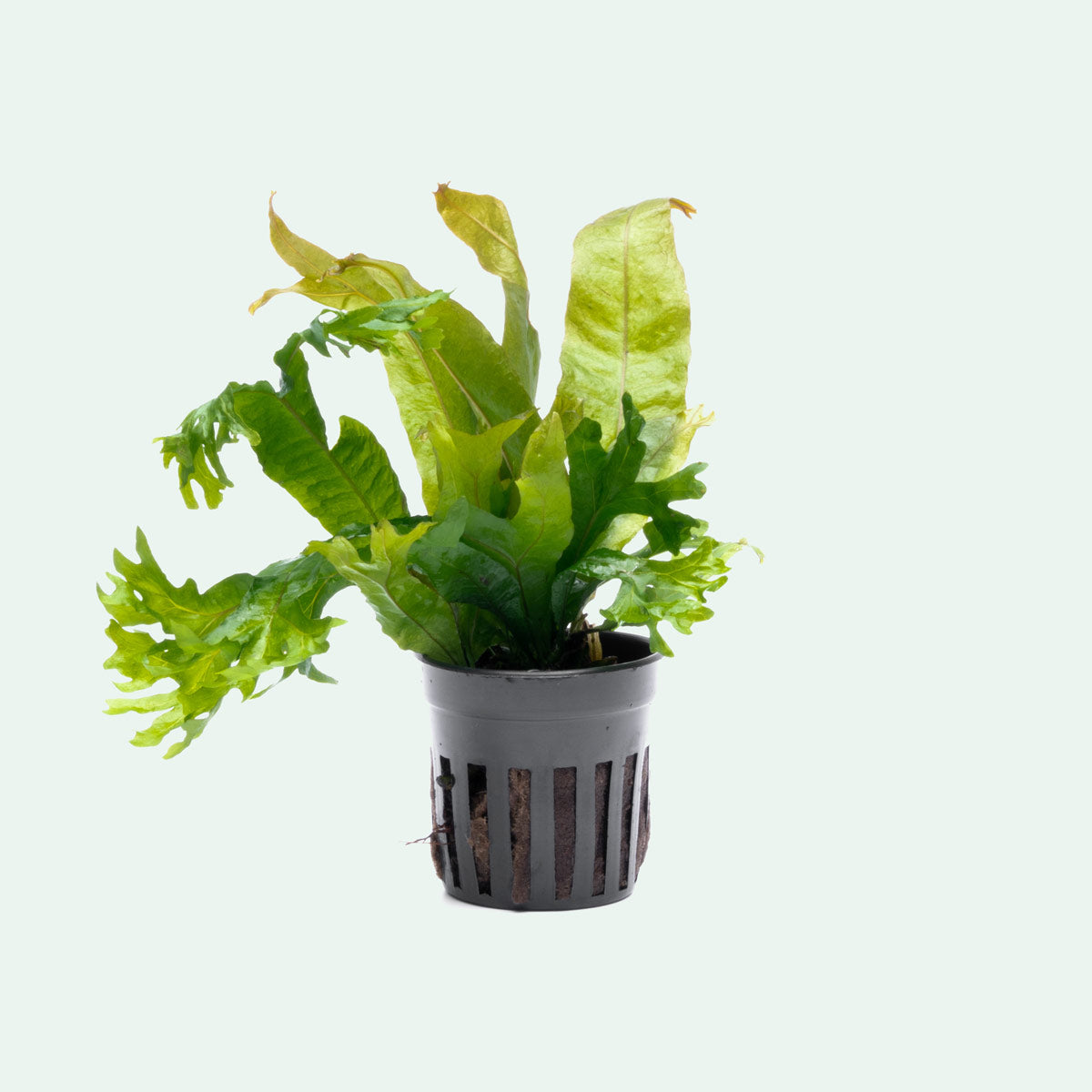 Java Fern Microsorum Pteropus Coral Live Aquatic Plant | Planted Tank