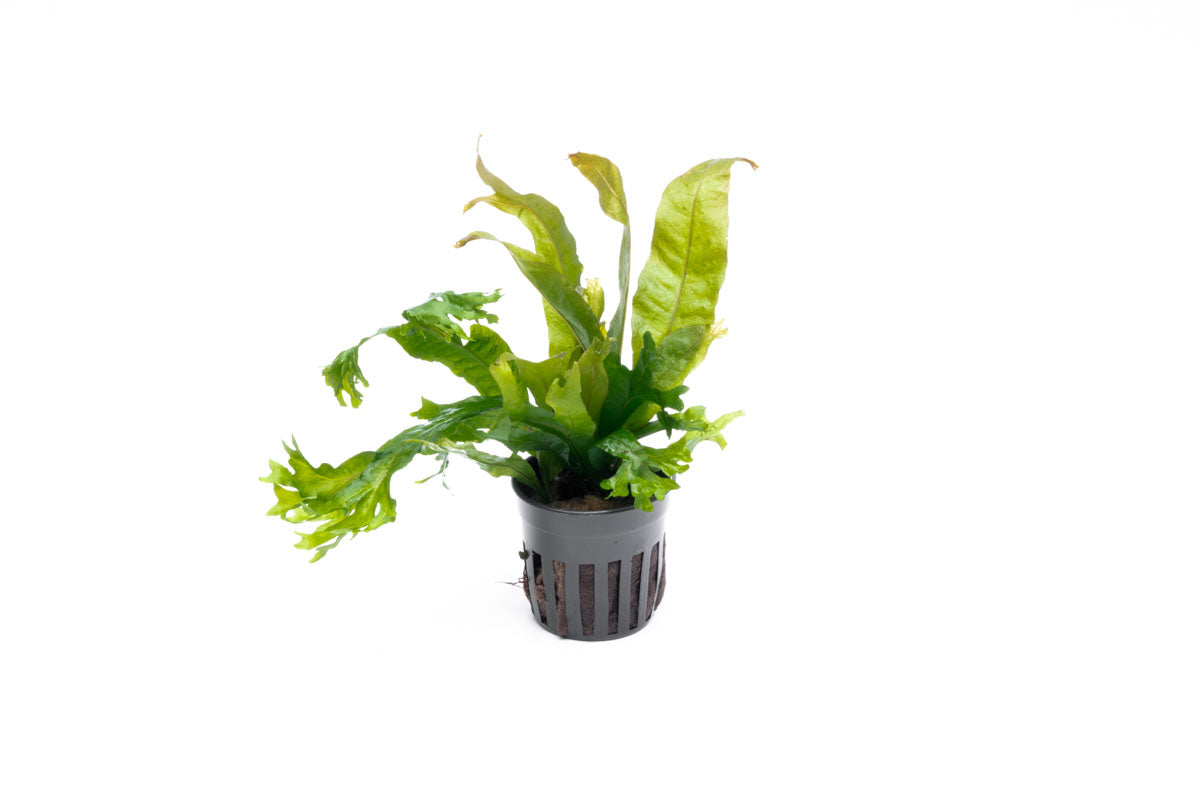 Java Fern Microsorum Pteropus Coral Live Aquatic Plant | Planted Tank