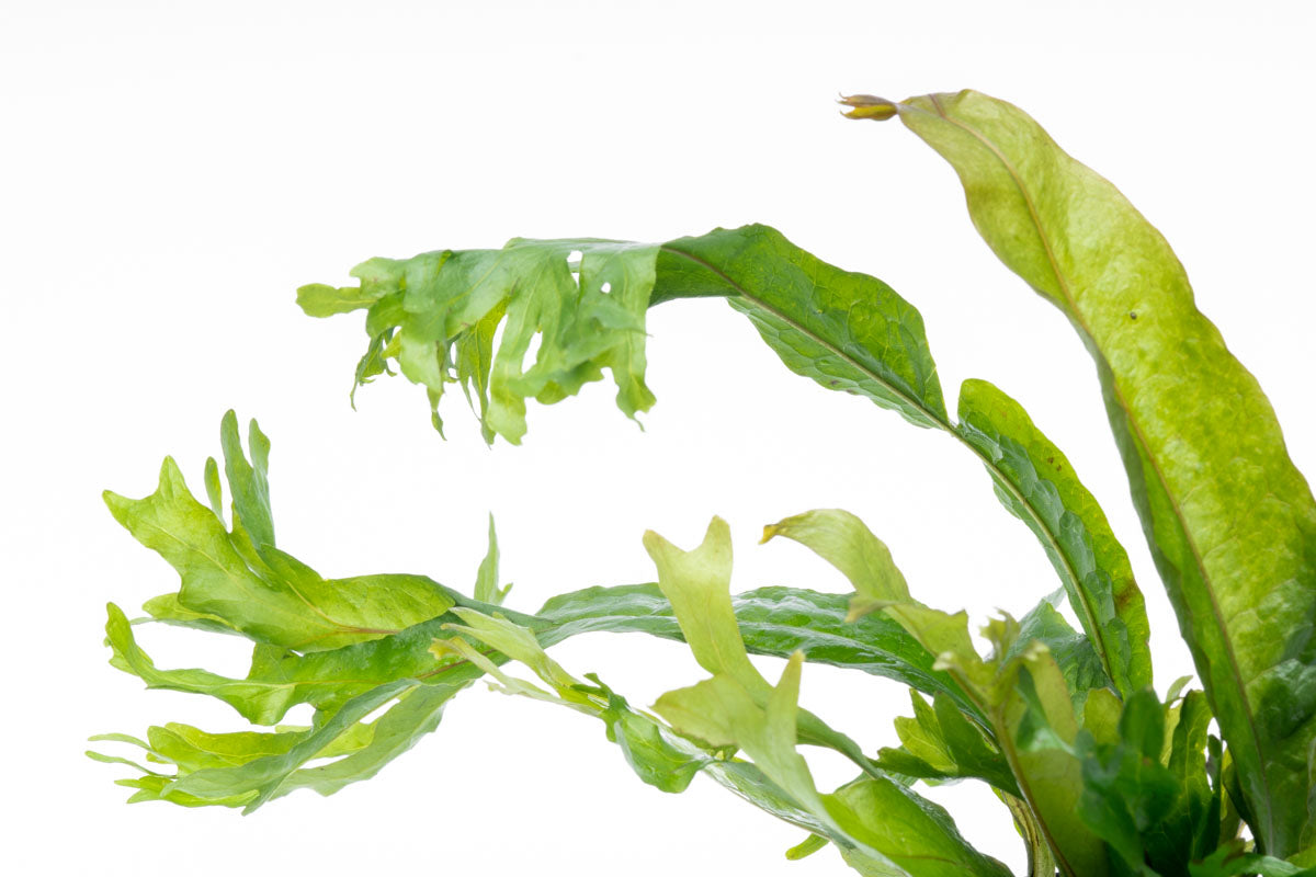 Java Fern Microsorum Pteropus Coral Live Aquatic Plant | Planted Tank