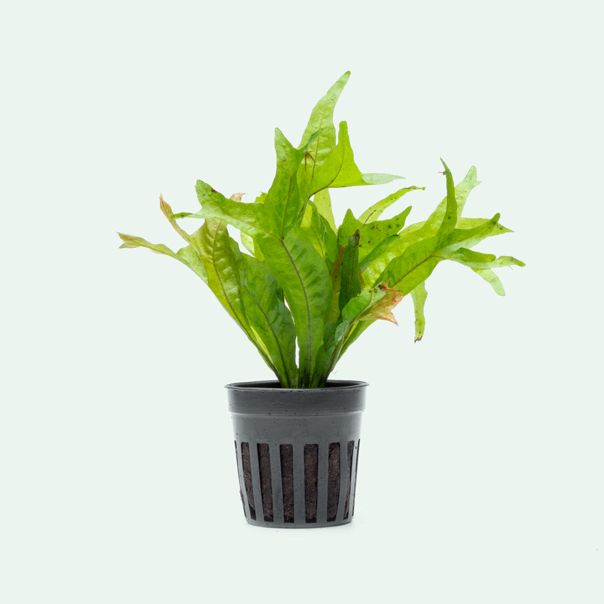 Microsorum Pteorpus Gold Sparkle - Shop Live Aquarium Plants - Glass Aqua