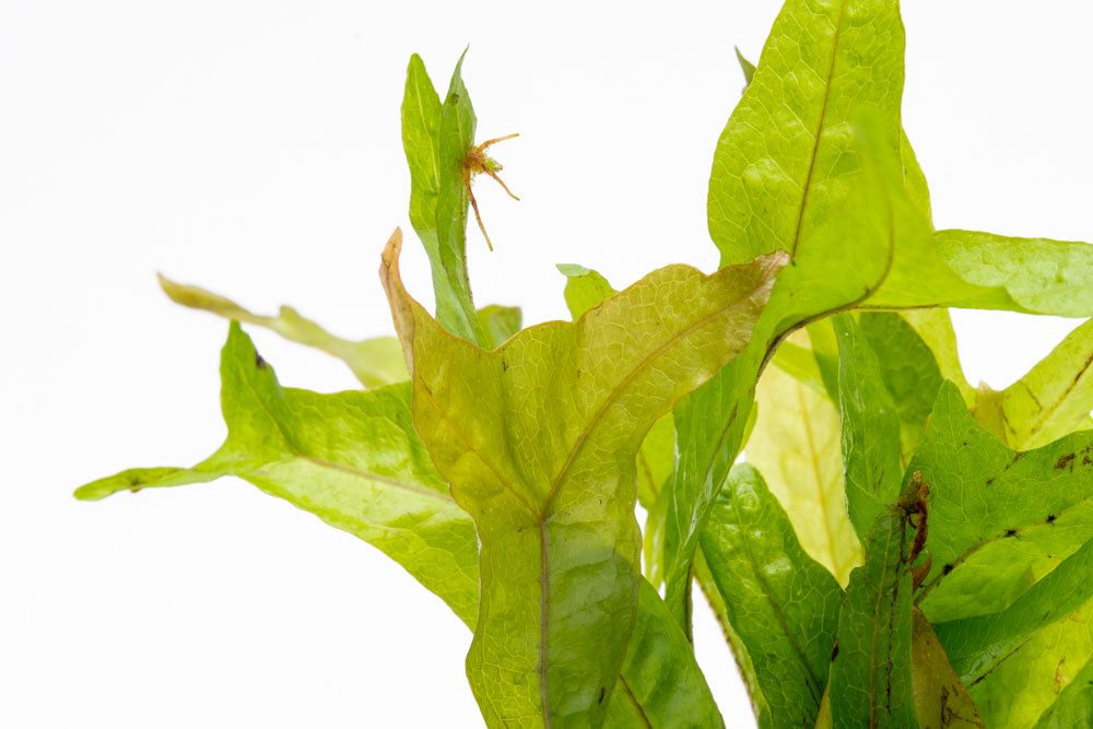 Microsorum Pteorpus Gold Sparkle - Shop Live Aquarium Plants - Glass Aqua