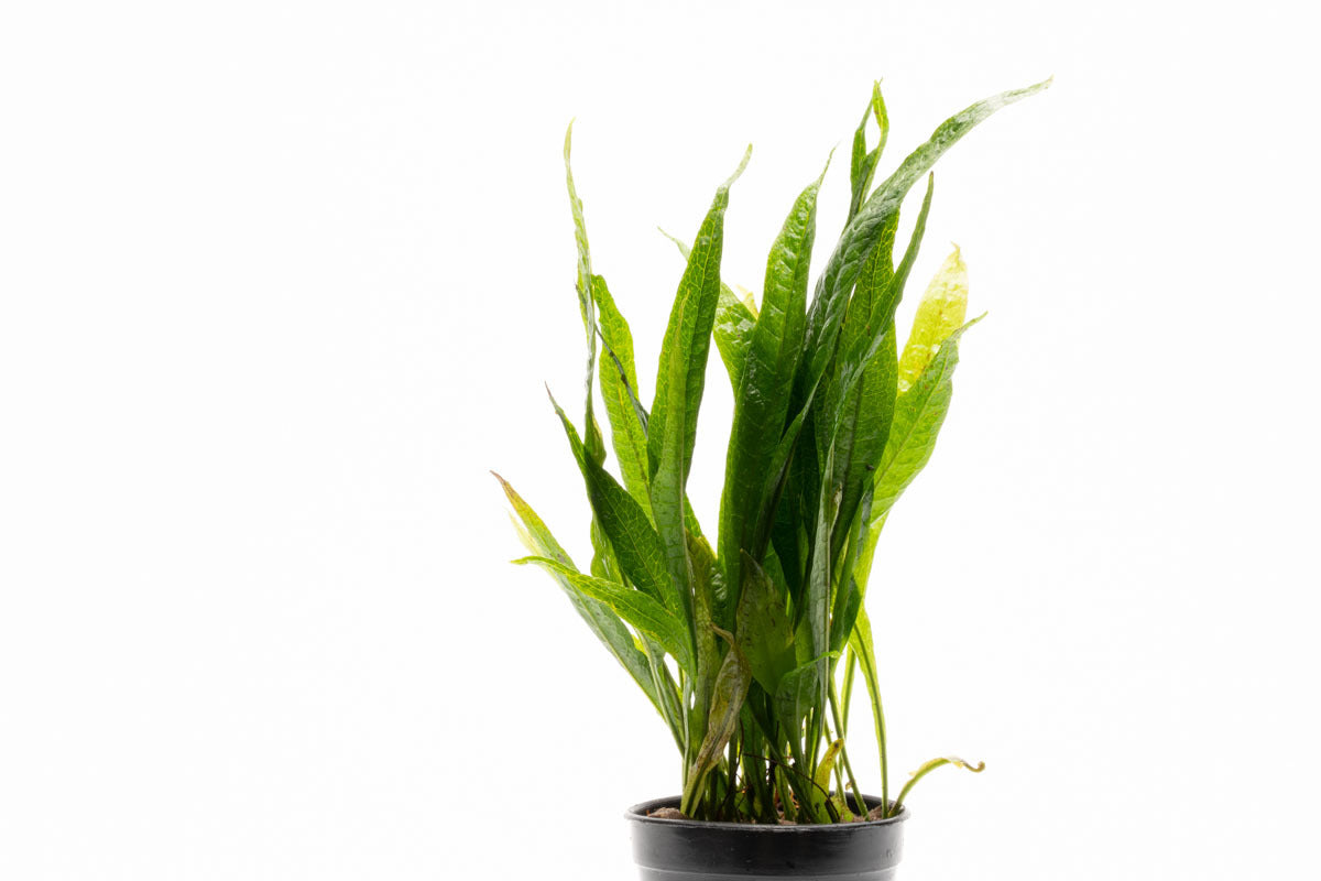 Shop Microsorum Pteropus Black Forest Aquatic Plants - Glass Aqua