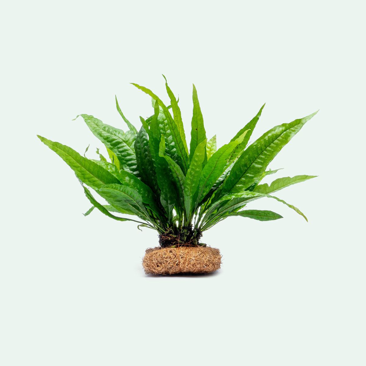 Microsorum Pteropus Java Fern | Beginner Aquarium Plants - Glass Aqua