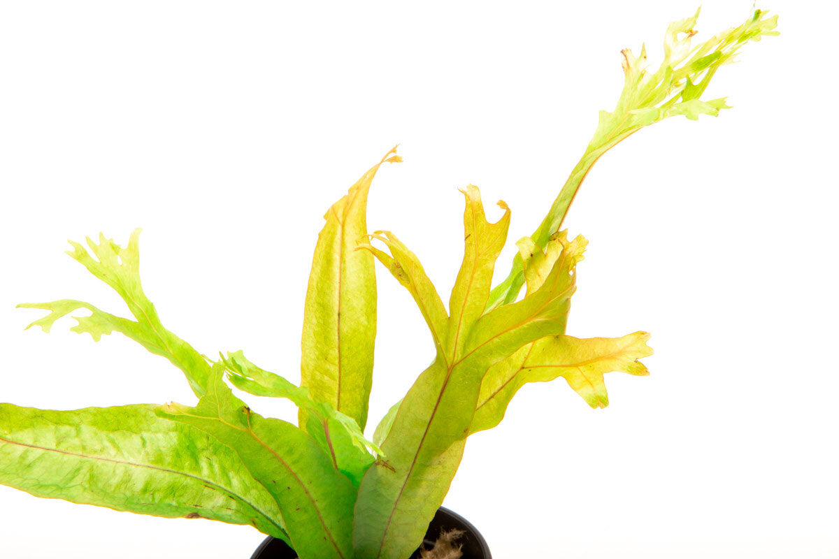 Java Fern Thors Hammer Easy Beginner Aquarium Terrarium Fern Plant 