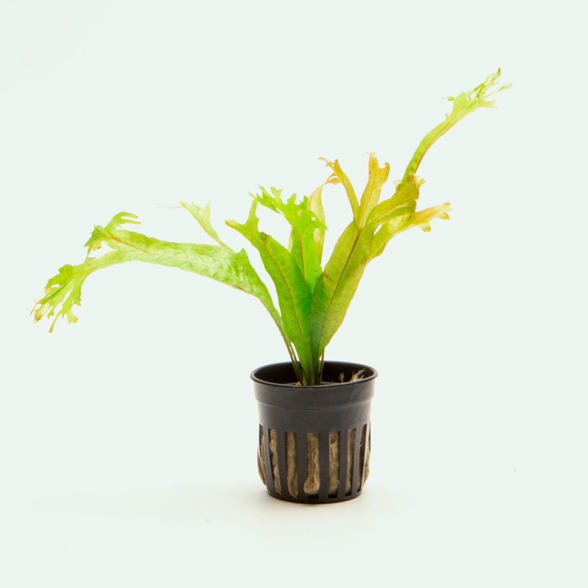 Java Fern Thors Hammer Easy Beginner Aquarium Terrarium Fern Plant 