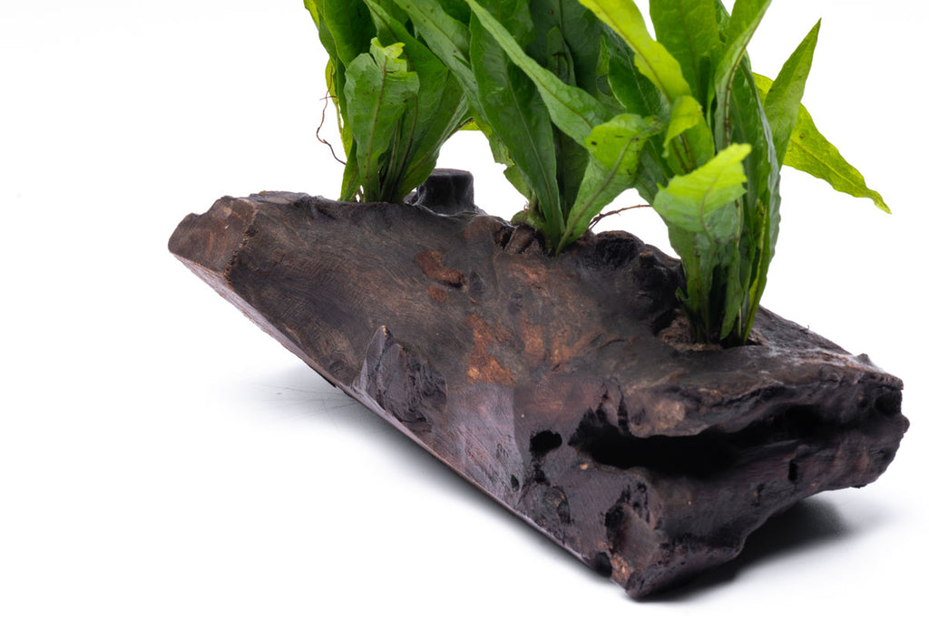 Microsorym On Driftwood Live Aquarium Aquatic Plant - Glass Aqua