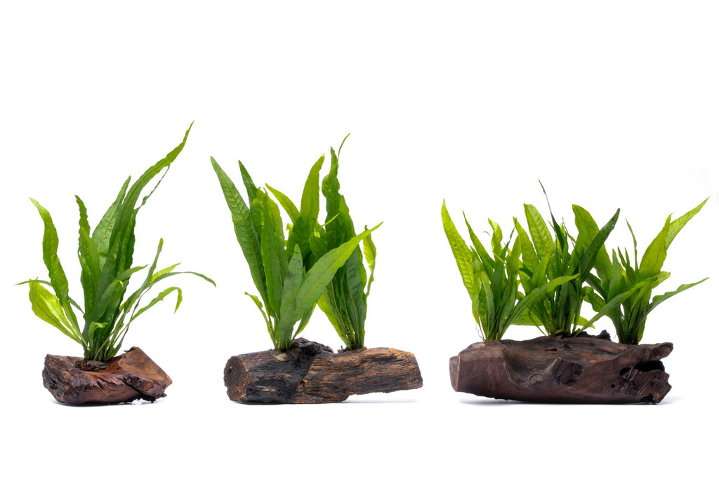 Microsorym On Driftwood Live Aquarium Aquatic Plant - Glass Aqua
