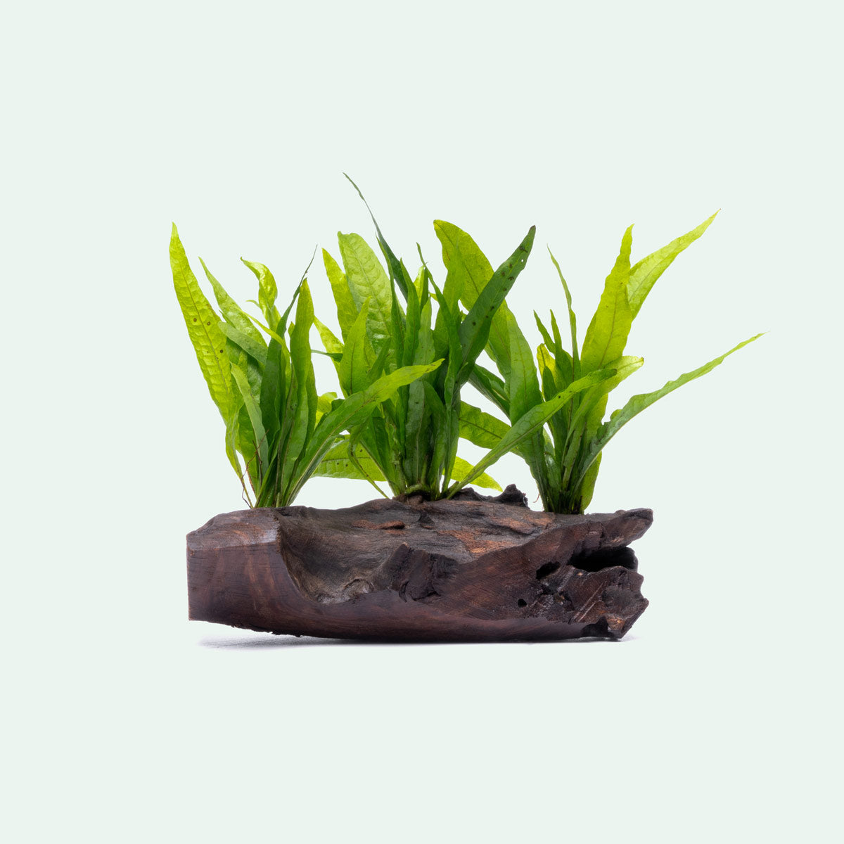 Microsorym On Driftwood Live Aquarium Aquatic Plant - Glass Aqua