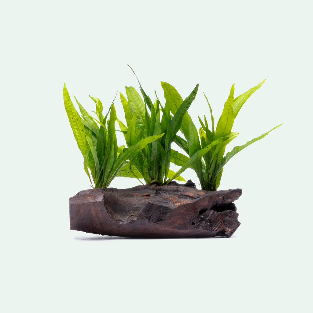 Microsorym On Driftwood Live Aquarium Aquatic Plant - Glass Aqua