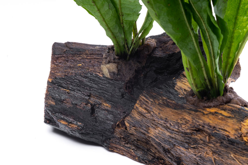 Microsorym On Driftwood Live Aquarium Aquatic Plant - Glass Aqua