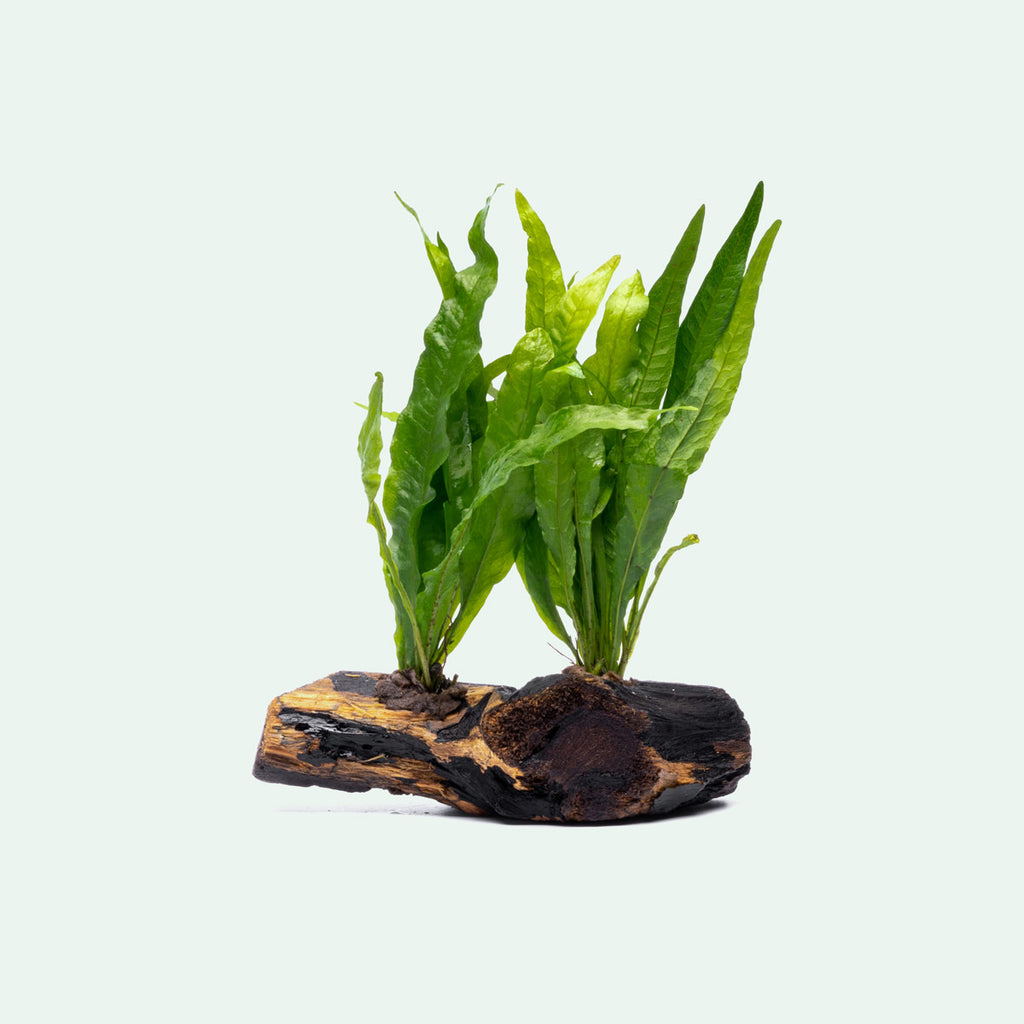 Microsorym On Driftwood Live Aquarium Aquatic Plant - Glass Aqua