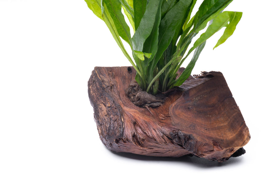 Microsorym On Driftwood Live Aquarium Aquatic Plant - Glass Aqua