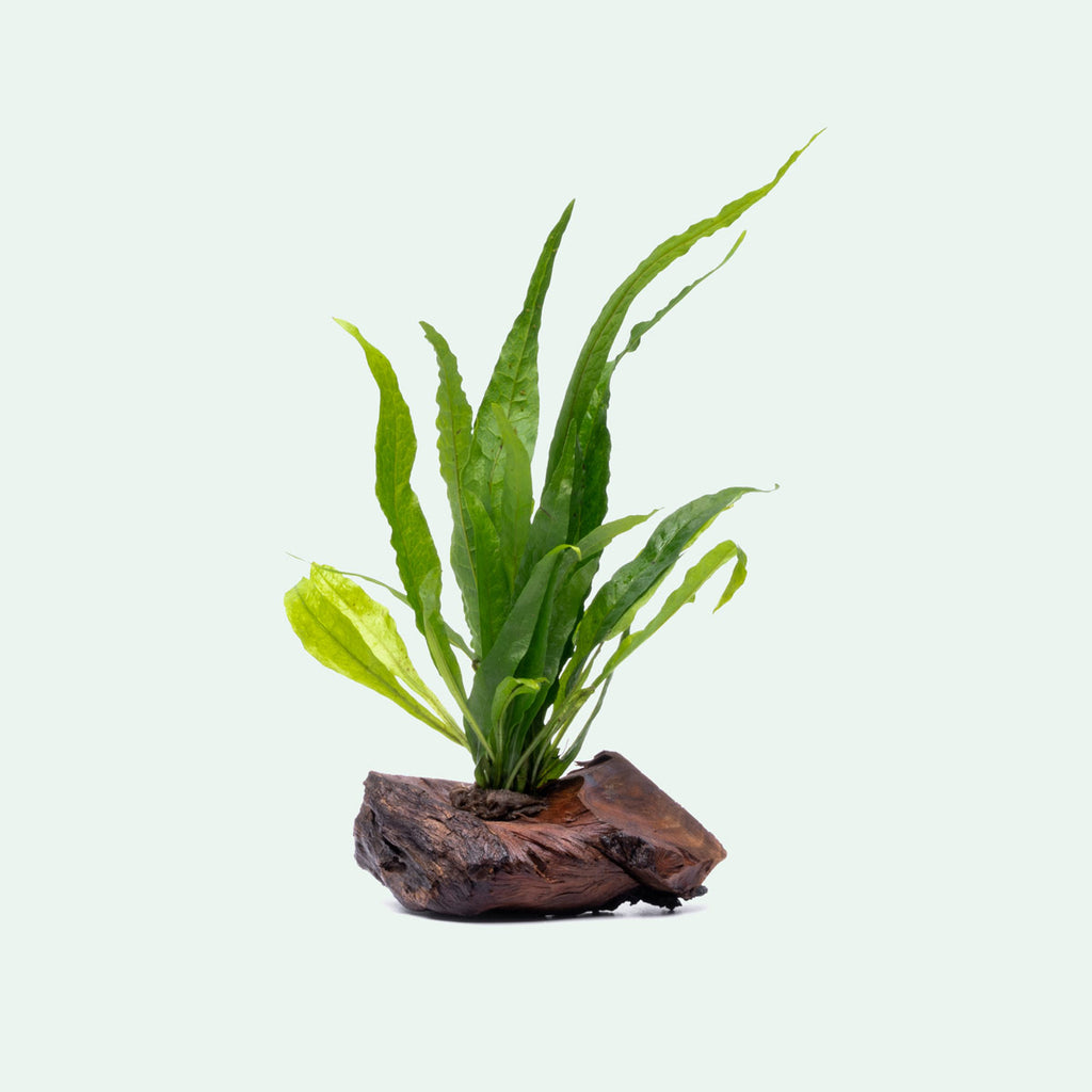 Microsorym On Driftwood Live Aquarium Aquatic Plant - Glass Aqua