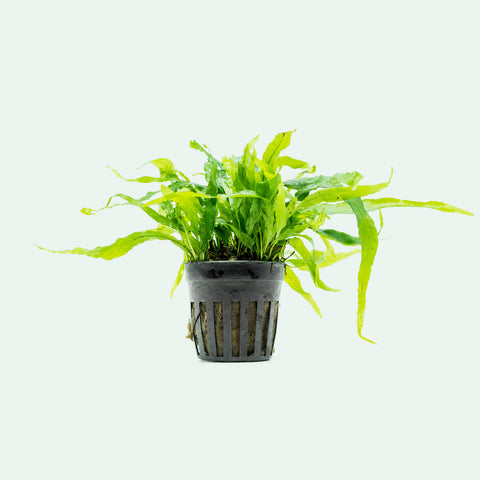 Shop Microsorum Pteropus Narrow Leaf Mini Aquatic Plants - Glass Aqua