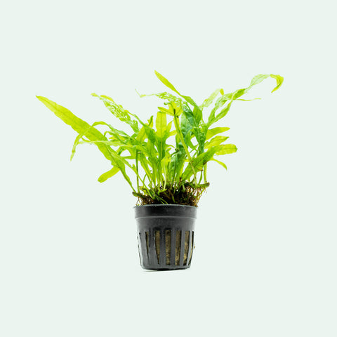 Shop Microsorum Pteropus Trident Aquatic Plants - Glass Aqua