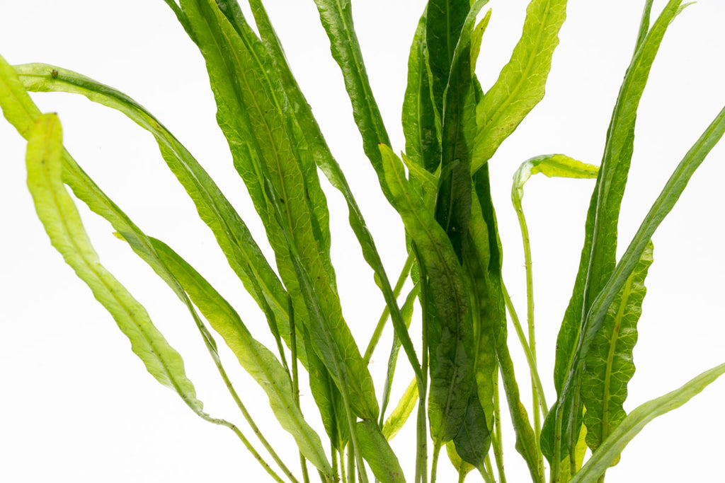 Shop Microsorum Pteropus Needle Leaf Aquatic Plants - Glass Aqua