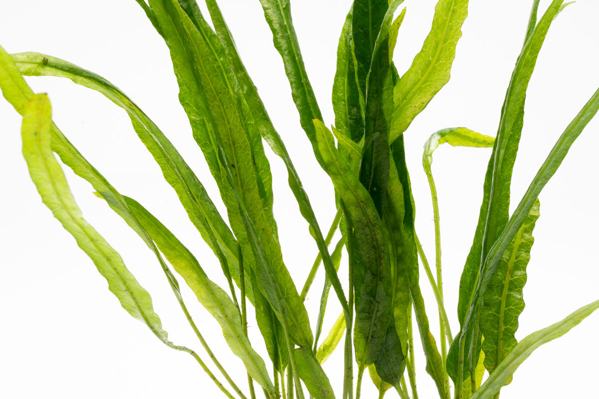 Shop Microsorum Pteropus Needle Leaf Aquatic Plants - Glass Aqua